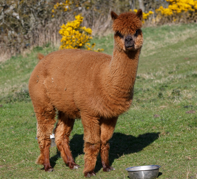 Cisco