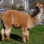 Ferdie