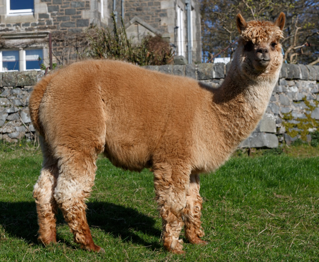 Ferdie